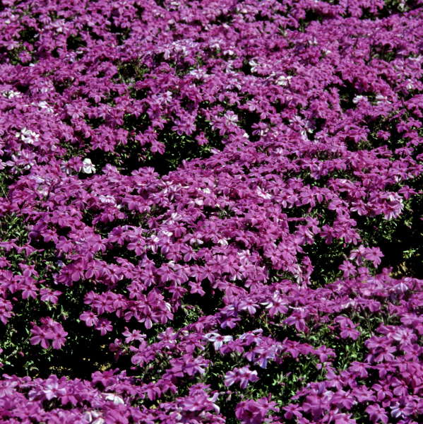 Phlox 'Red Wing' Creeping Phlox