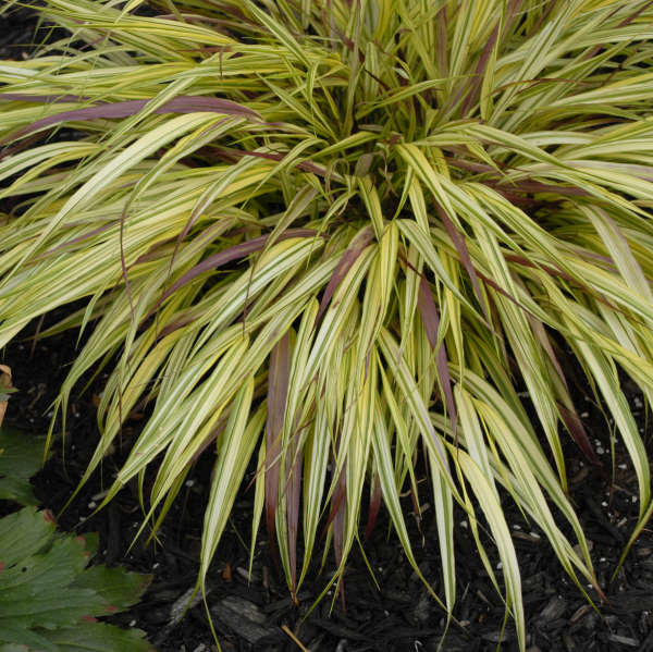 Hakonechloa 'Naomi' Hakone Grass