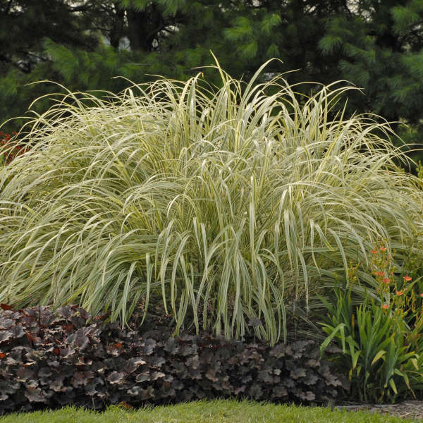 Miscanthus 'Variegatus' Striped Eulalia Grass