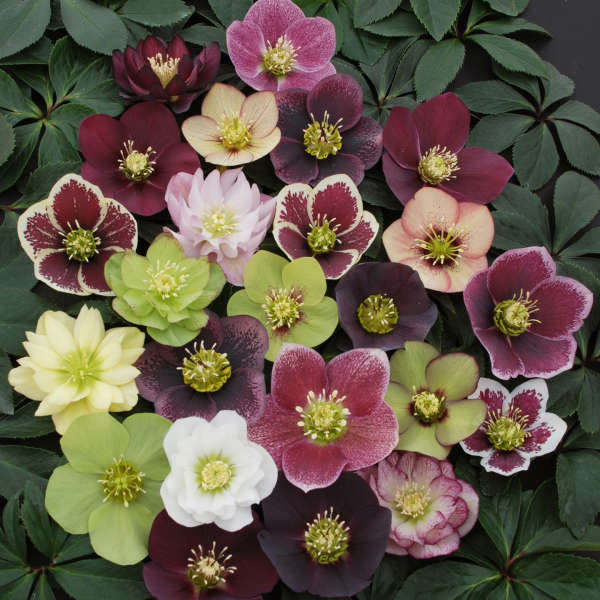 Helleborus WINTER THRILLER™ Series - Mixed Lenten Rose