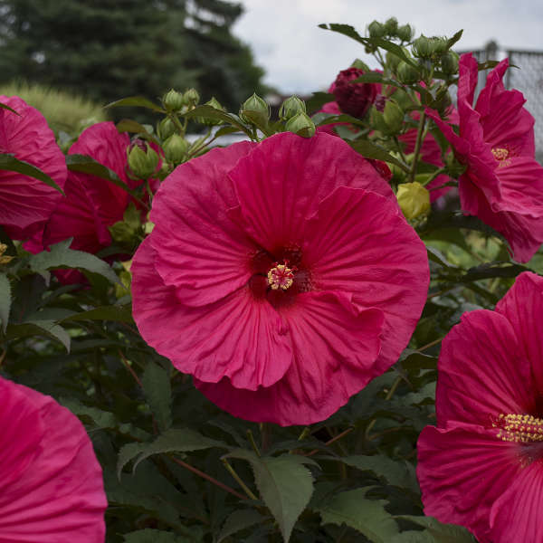 Hibiscus 'Summer in Paradise' Rose Mallow
