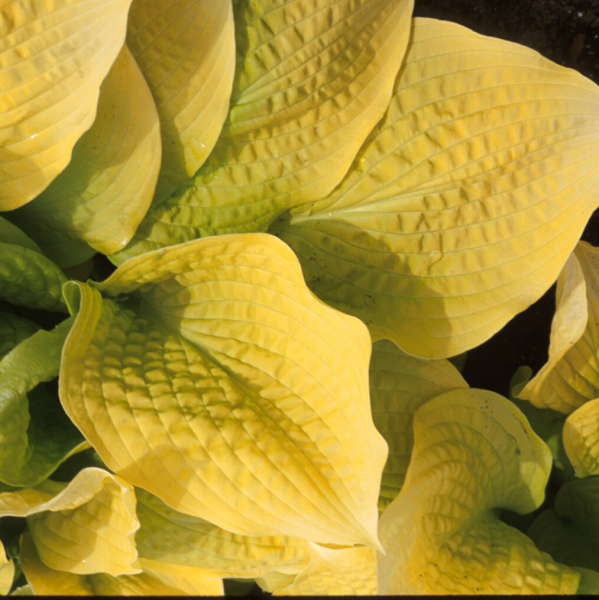 Hosta 'Sea Fire' Hosta