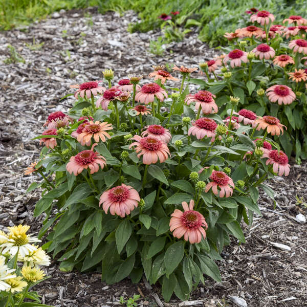 Echinacea 'Just Peachy' Coneflower
