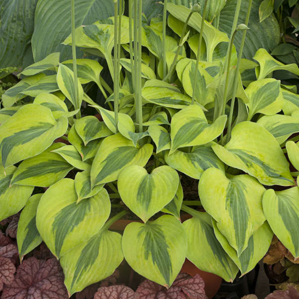 Hosta 'Luna Moth' Hosta