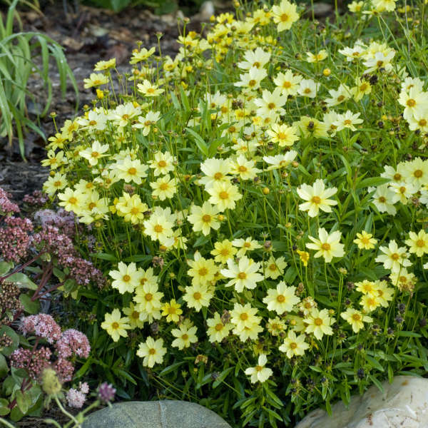 Coreopsis 'Full Moon' Tickseed