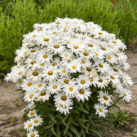 Leucanthemum 'Dream Big'
