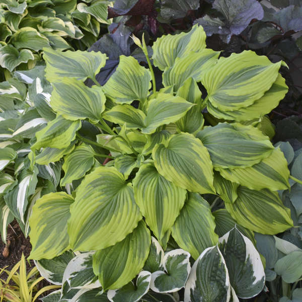 Hosta 'One Last Dance' Hosta