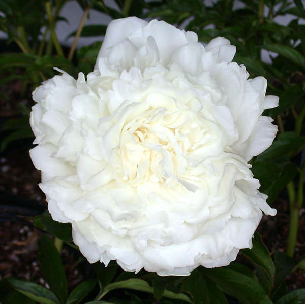 Paeonia 'Ann Cousins' Garden Peony