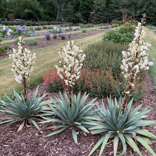 Yucca 'Dragon Slayer' Adam's Needle