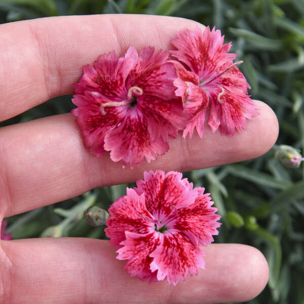 Dianthus 'Red Rouge' Pinks