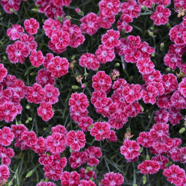 Dianthus 'Red Rouge' Pinks