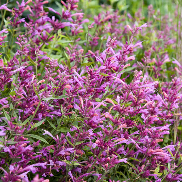Agastache 'Rosie Posie' Anise Hyssop