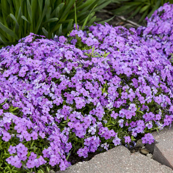 Phlox 'Purple Sprite' Hybrid Spring Phlox