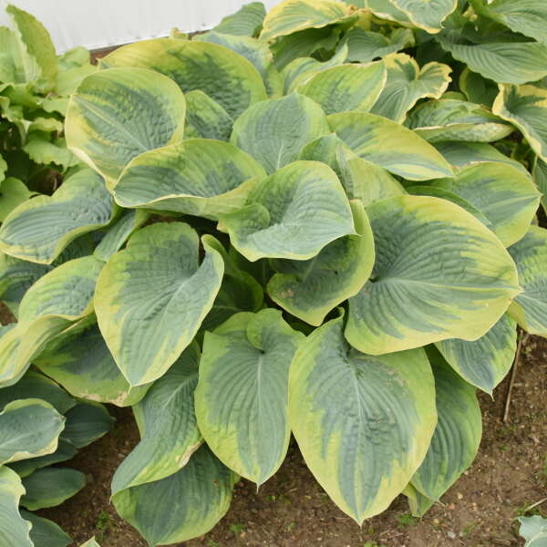 Hosta 'Terms of Endearment' PP34806 | Walters Gardens, Inc.