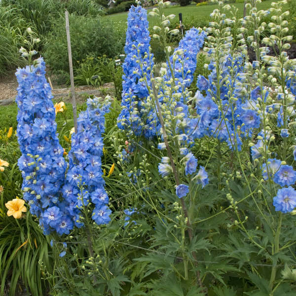 Delphinium 'Sunny Skies' Hybrid Bee Delphinium