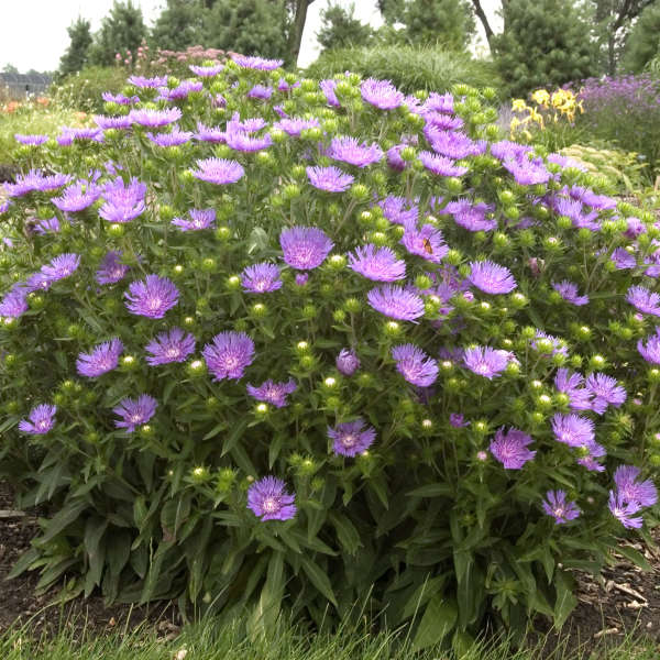 Stokesia 'Peachie's Pick' Stokes'  Aster