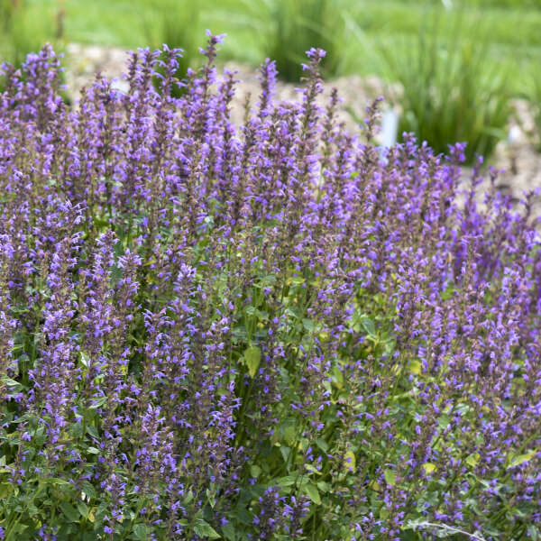 Agastache 'Blue Bayou' Anise Hyssop