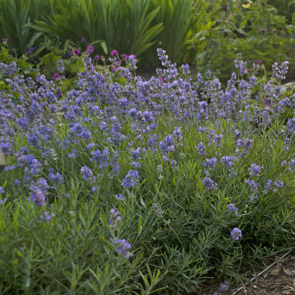 Lavandula 'Blue Cushion' English Lavender