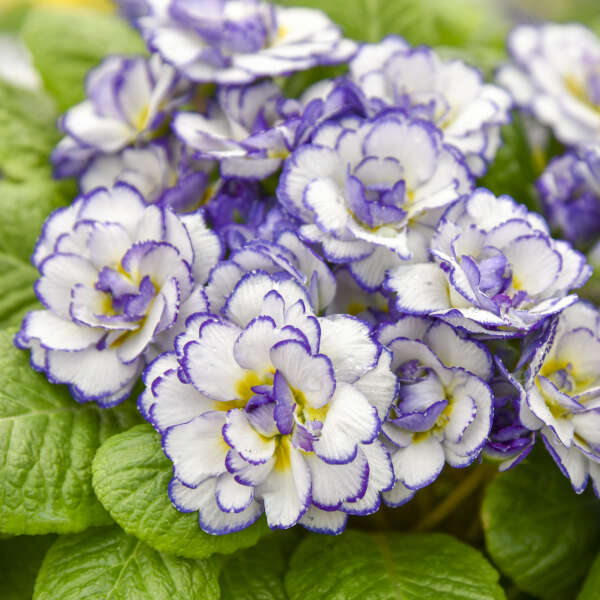 Primula BELARINA® RHAPSODY Primrose