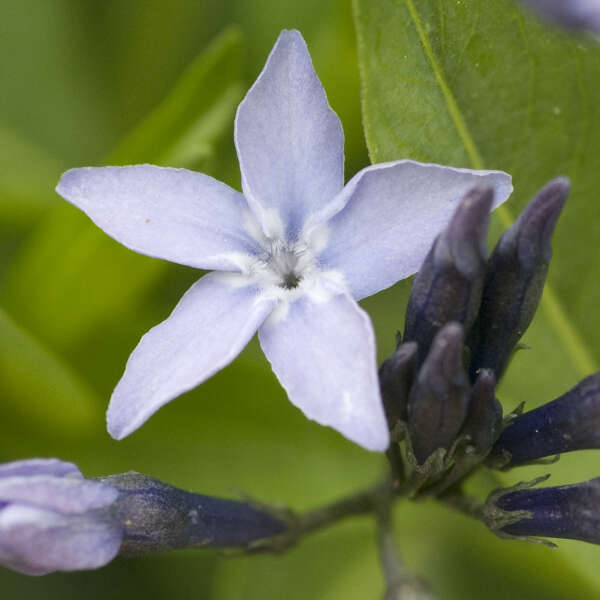 Amsonia orientalis 'Blue Ice' | Walters Gardens, Inc.
