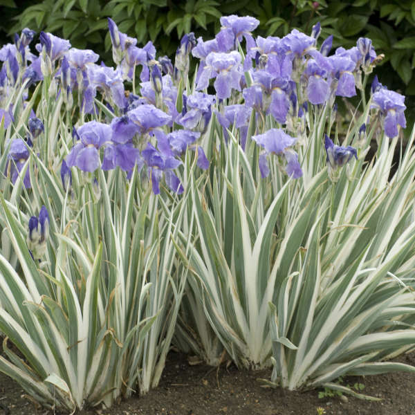 Iris 'Argentea Variegata' Tall Bearded Iris