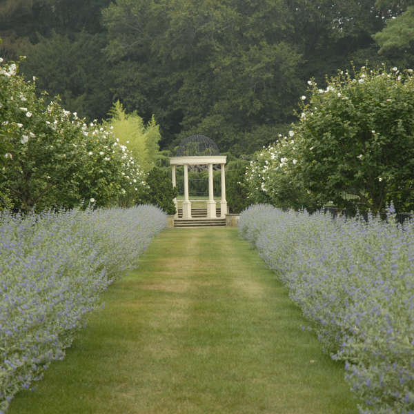 Caryopteris 'Longwood Blue' Blue Mist Shrub