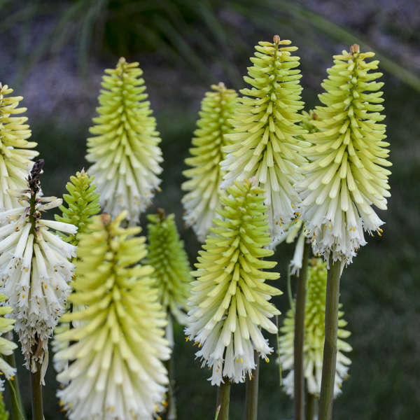 Kniphofia 'Lady Luck' Red Hot Poker