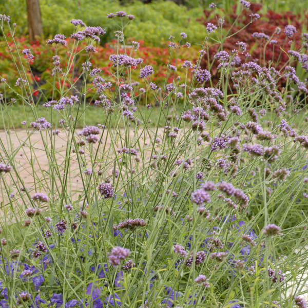 Verbena bonariensis Purpletop Vervain