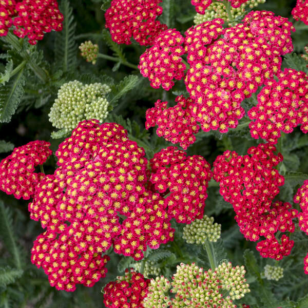 Achillea 'Firefly Red Pop' Yarrow