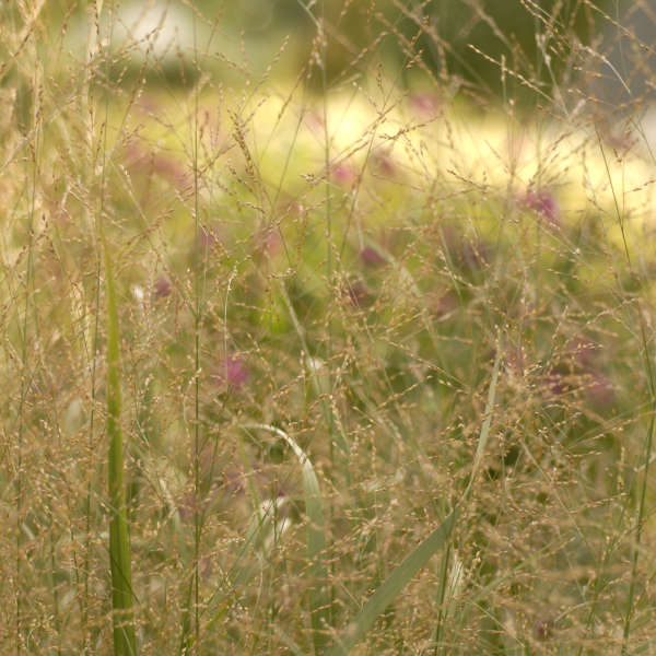 Panicum 'Thundercloud' Switch Grass