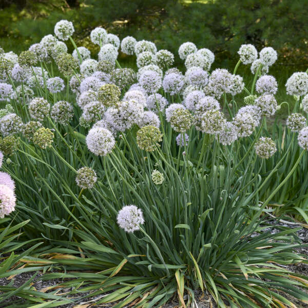 Allium 'Bobblehead' Ornamental Onion