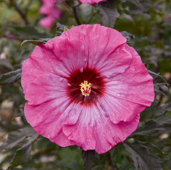 Hibiscus 'Inner Glow' Rose Mallow