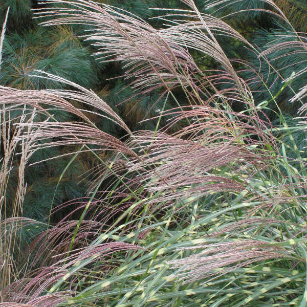 Miscanthus 'Little Zebra' Dwarf Zebra Grass