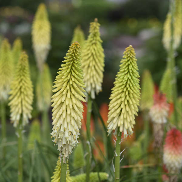 Kniphofia 'Flashpoint' Red Hot Poker