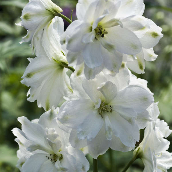 White Delphinium 'Double Innocence' Perennial Patio Border Hardy Plug Plants