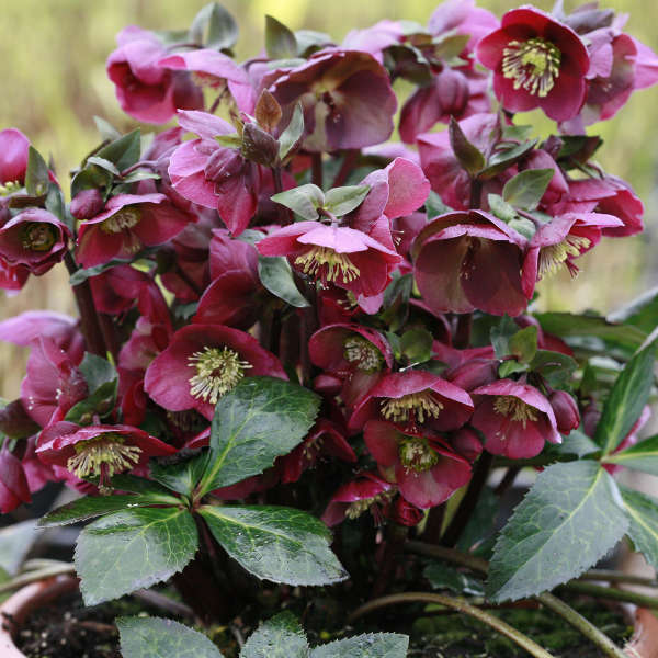 Helleborus 'Anna's Red' Lenten Rose