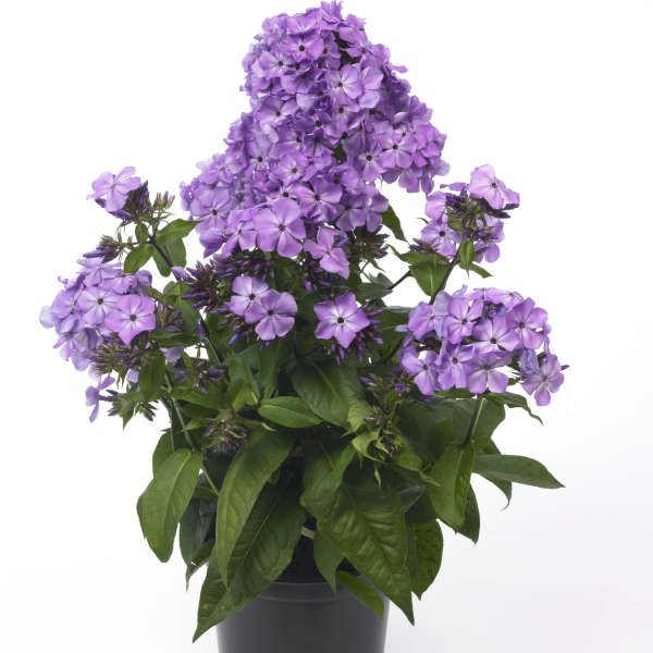 Phlox FLAME™ Series Violet Tall Garden Phlox
