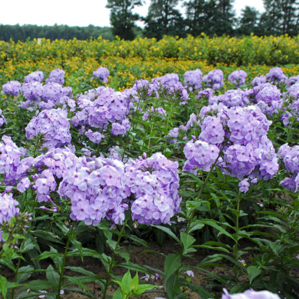 Phlox FLAME™ Series Violet Tall Garden Phlox