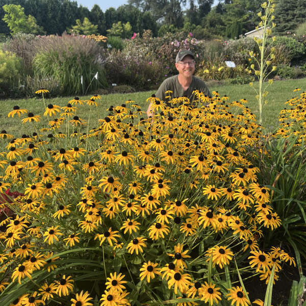 Rudbeckia 'Treasure Trove' Black-Eyed Susan