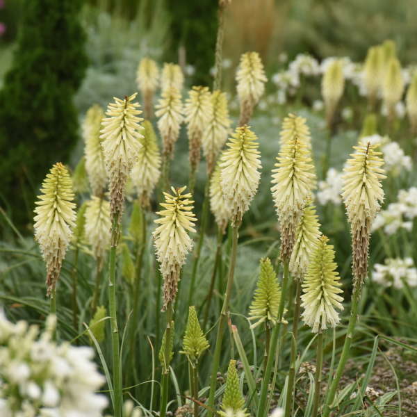 Kniphofia 'Flashpoint' Red Hot Poker