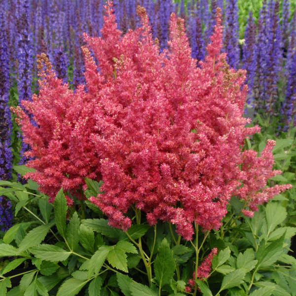 Astilbe 'Fireberry' Astilbe