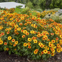 Heliopsis 'Forged in Fire'