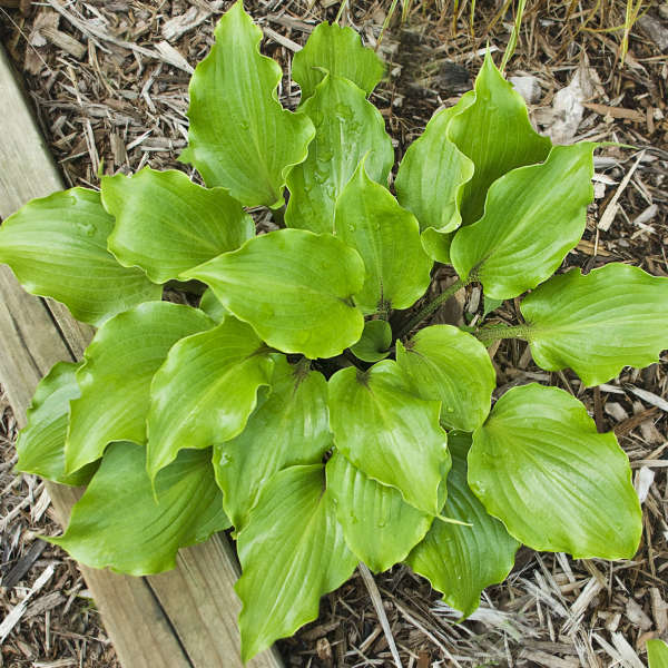 Hosta Rocket S Red Glare Perennial Resource   C6051b51c270655aefc4692561b5f70c 