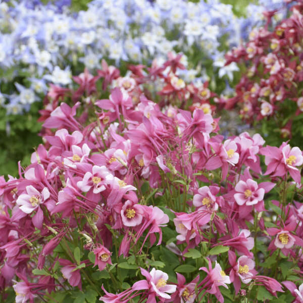 Aquilegia KIRIGAMI™ Rose & Pink Columbine