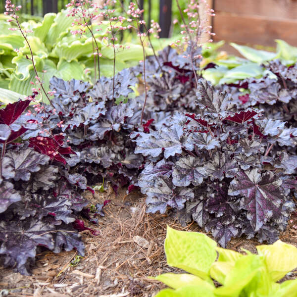 Heuchera 'Sultry Night' Coral Bells