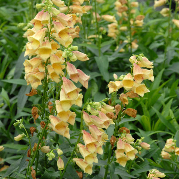 Digitalis GOLDCREST Foxglove