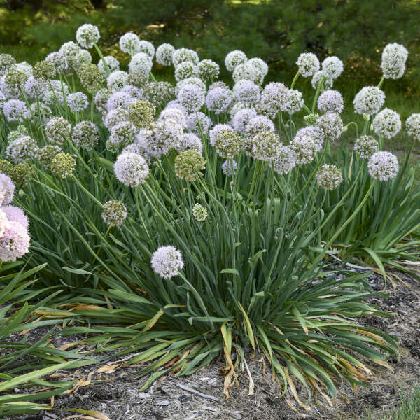 Allium 'Bobblehead' Ornamental Onion