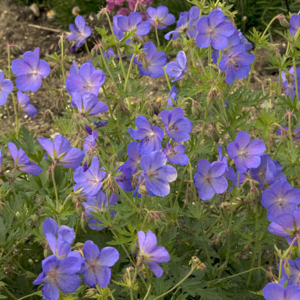 Geranium 'Johnson's Blue' Hardy Geranium
