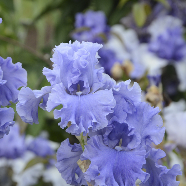 Iris 'Sea Power' Tall Bearded Iris