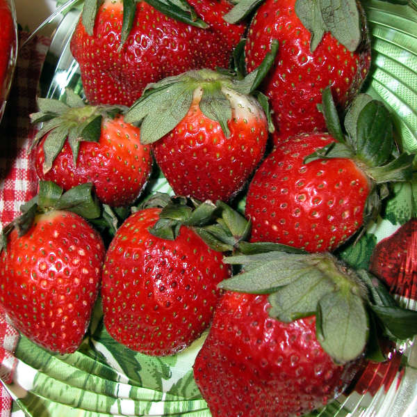 Strawberries 'Eversweet' Everbearing Strawberry